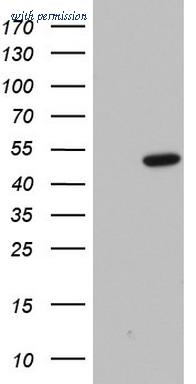 OriGene TA803386AM image 1