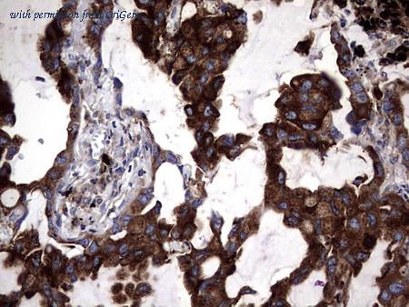OriGene TA803394BM image 1