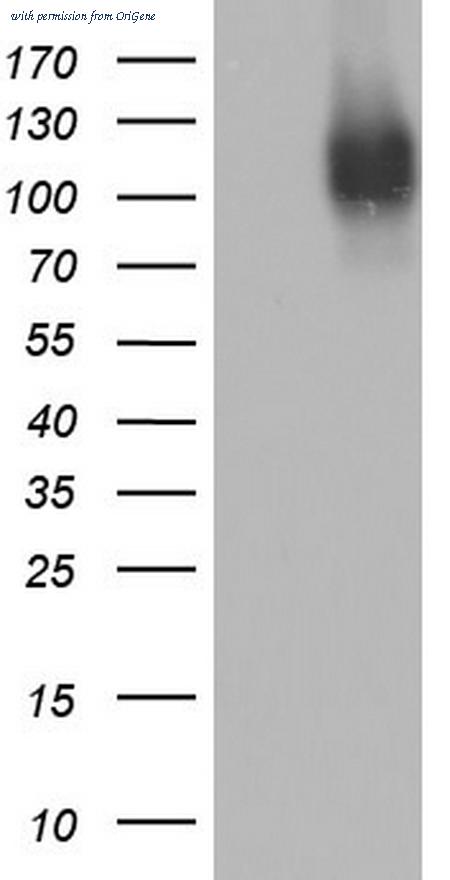 OriGene TA803469AM image 1
