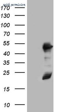 OriGene TA803472AM image 1