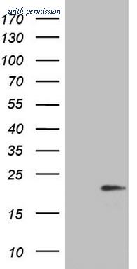 OriGene TA803544BM image 1