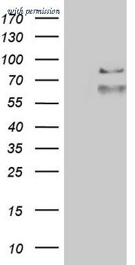 OriGene TA803560BM image 1