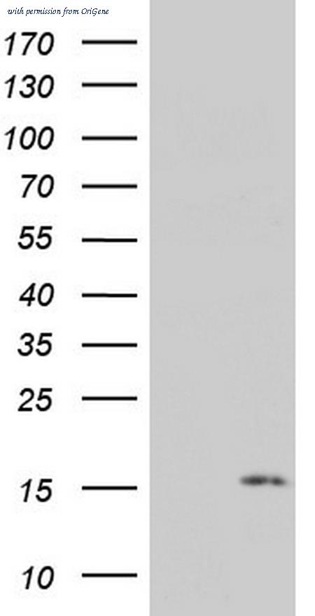 OriGene TA803570AM image 1