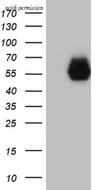 OriGene TA803602BM image 1