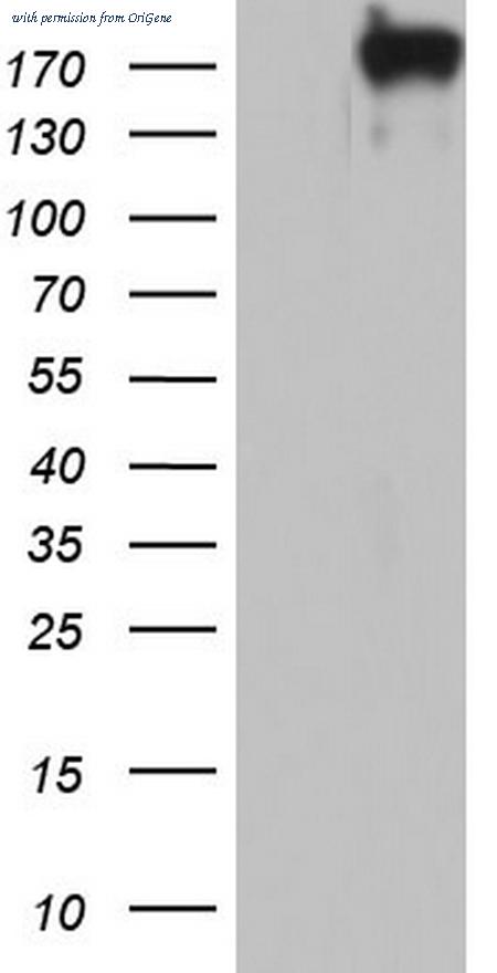 OriGene TA803608BM image 1