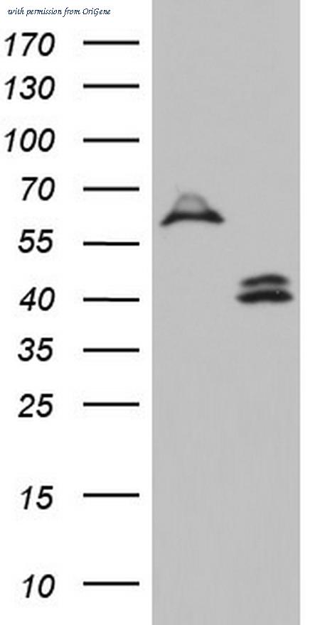 OriGene TA803614AM image 1