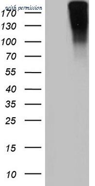 OriGene TA803626BM image 1