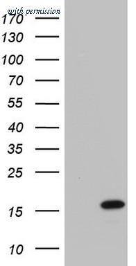OriGene TA803633AM image 1