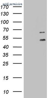 OriGene TA803634AM image 1