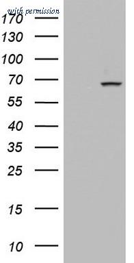 OriGene TA803635BM image 1