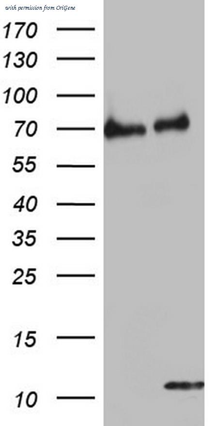 OriGene TA803645AM image 1