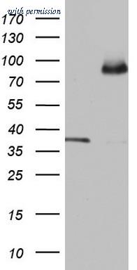 OriGene TA803657BM image 1