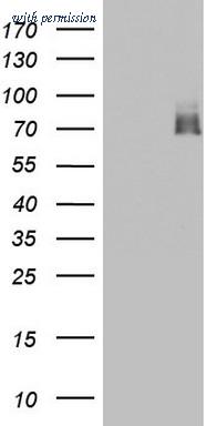 OriGene TA803663AM image 1