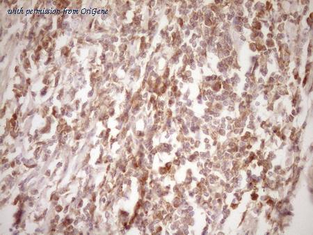 OriGene TA803694AM image 1