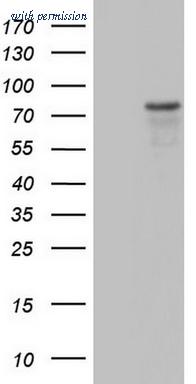 OriGene TA803701AM image 1