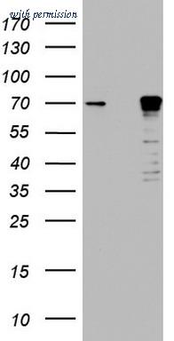 OriGene TA803707AM image 1