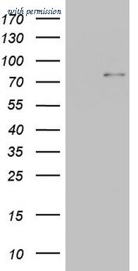 OriGene TA803712AM image 1