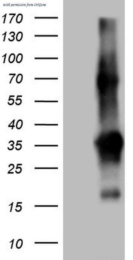 OriGene TA803718AM image 1