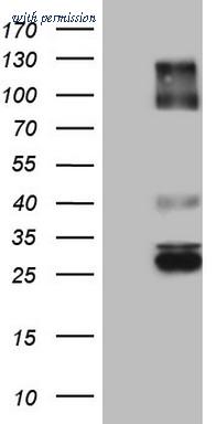 OriGene TA803762AM image 1