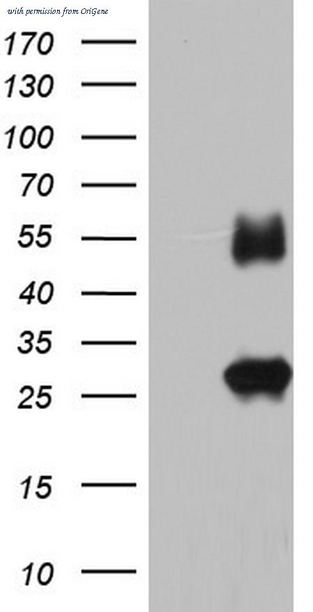 OriGene TA803763AM image 1