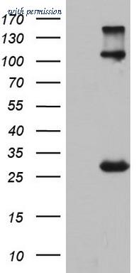 OriGene TA803775BM image 1