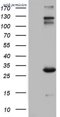OriGene TA803797BM image 1
