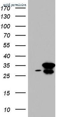 OriGene TA803840AM image 1