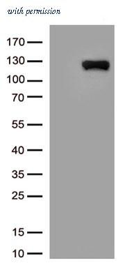 OriGene TA803842AM image 1