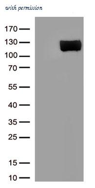 OriGene TA803844BM image 1