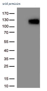 OriGene TA803845AM image 1
