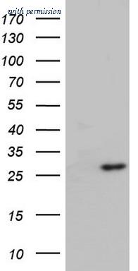 OriGene TA803847AM image 1