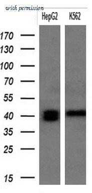 OriGene TA803859AM image 1