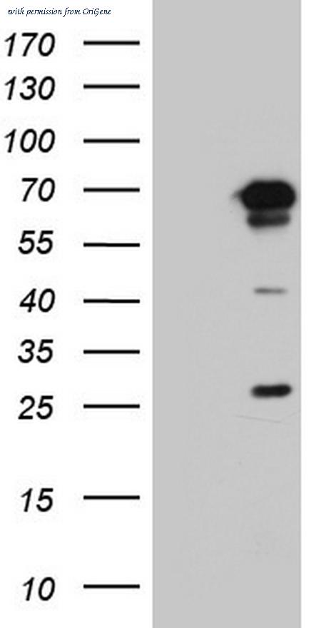 OriGene TA803916AM image 1