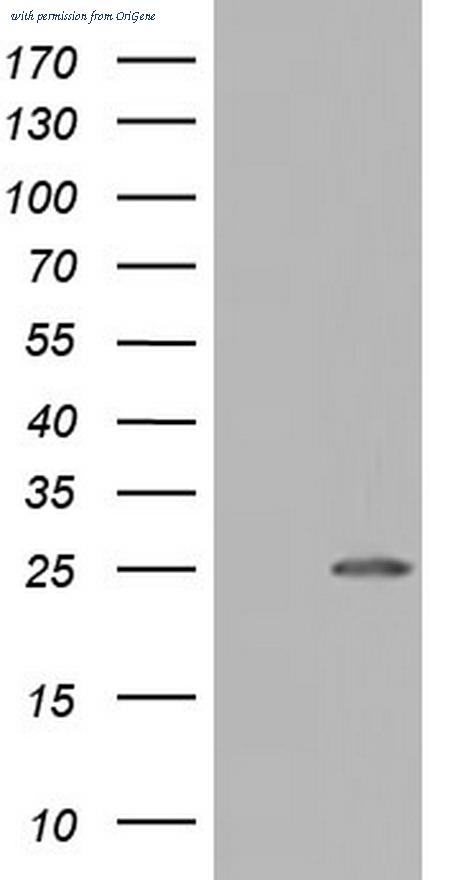 OriGene TA803922AM image 1