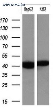 OriGene TA803964BM image 1