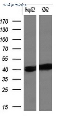 OriGene TA803966BM image 1