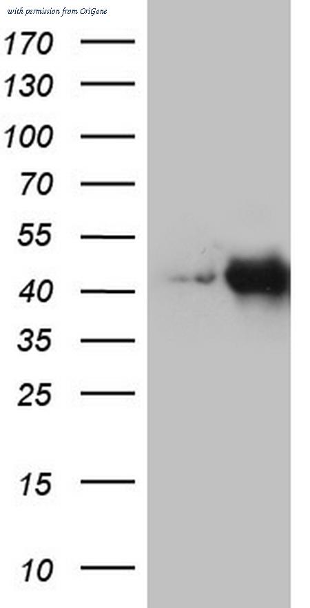 OriGene TA804000BM image 1