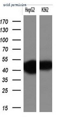 OriGene TA804010AM image 1