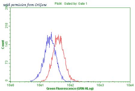 OriGene TA804013AM image 1