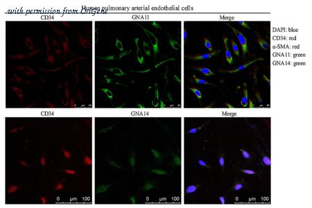 OriGene TA804031AM image 1