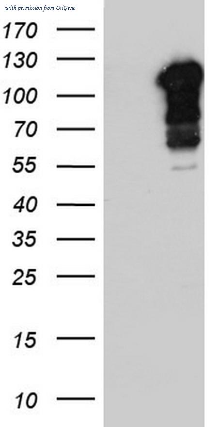 OriGene TA804040AM image 1