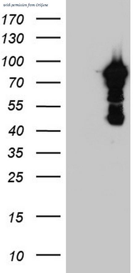 OriGene TA804042AM image 1