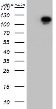 OriGene TA804071AM image 1