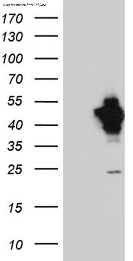 OriGene TA804075BM image 1