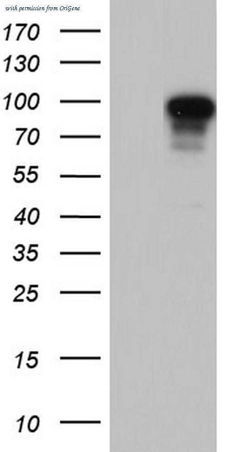 OriGene TA804079AM image 1