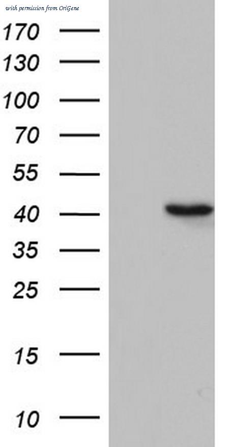 OriGene TA804099BM image 1