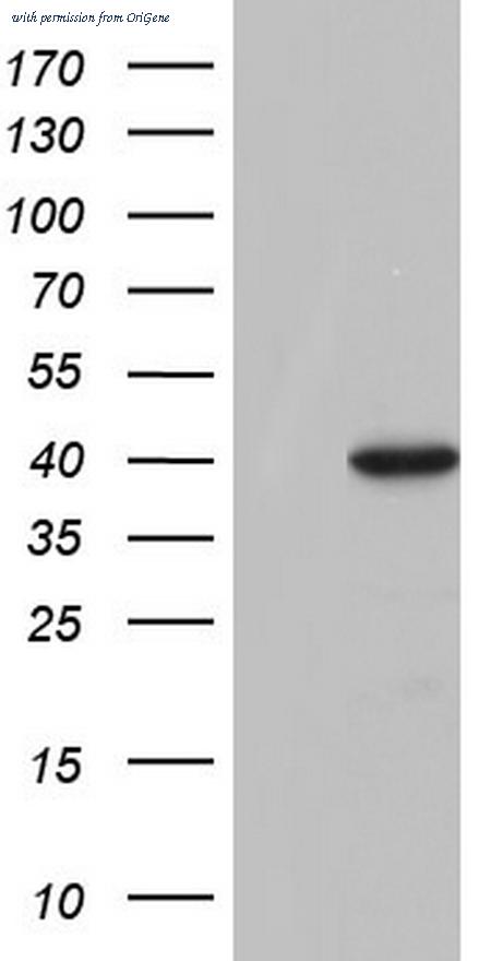 OriGene TA804100AM image 1