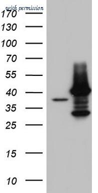 OriGene TA804101AM image 1