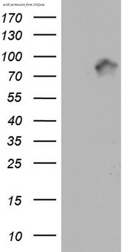 OriGene TA804132AM image 1