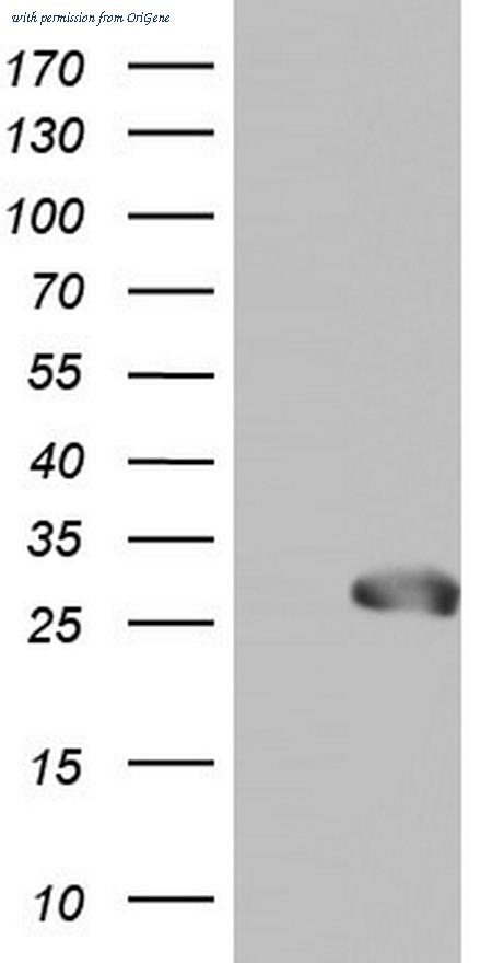 OriGene TA804221AM image 1